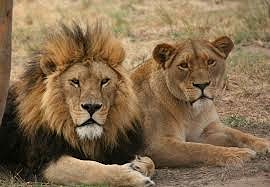 Lion & Carnivore Monitoring